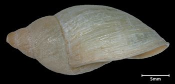 Media type: image;   Malacology 72766 Aspect: lateral